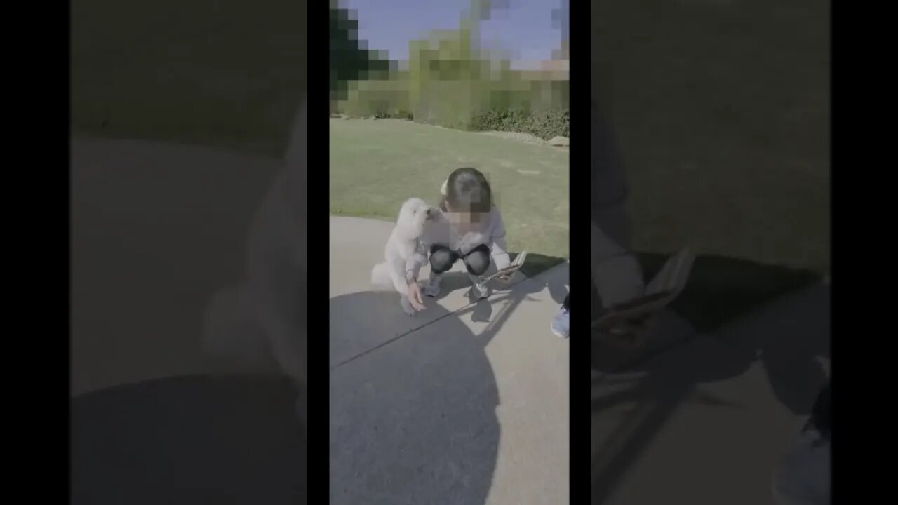 【Coton de Tuléar】スマホに嫉妬する犬#shorts