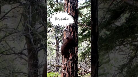 Baby Black Bear Cubs!