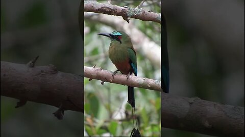 I saw this bird in Honduras