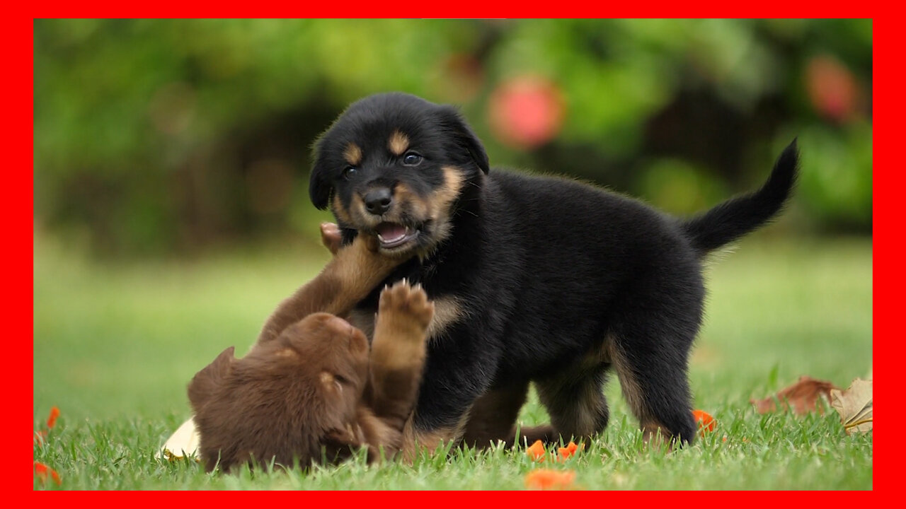 Puppies Dogs Playing Together