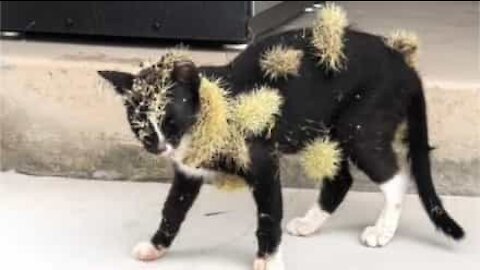 Gato fica cheio de espinhos ao correr em cactos