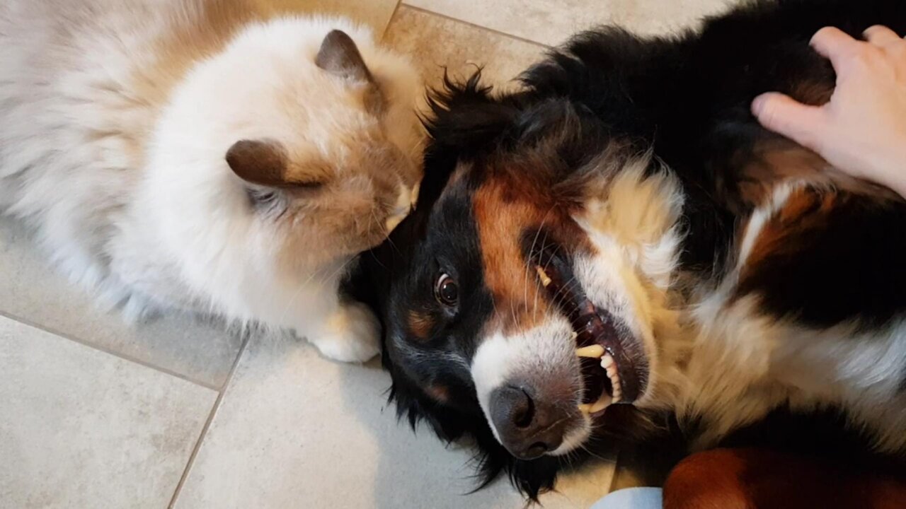 Cat Is Totally In Love With Doggy, Can't Stop Cuddling