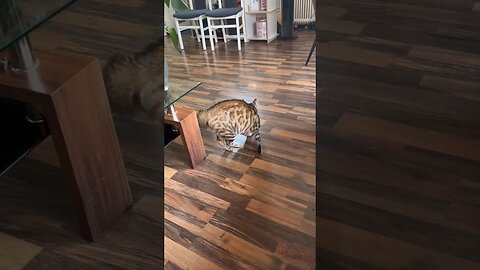 just a bengal cat chasing light as if it were an enemy