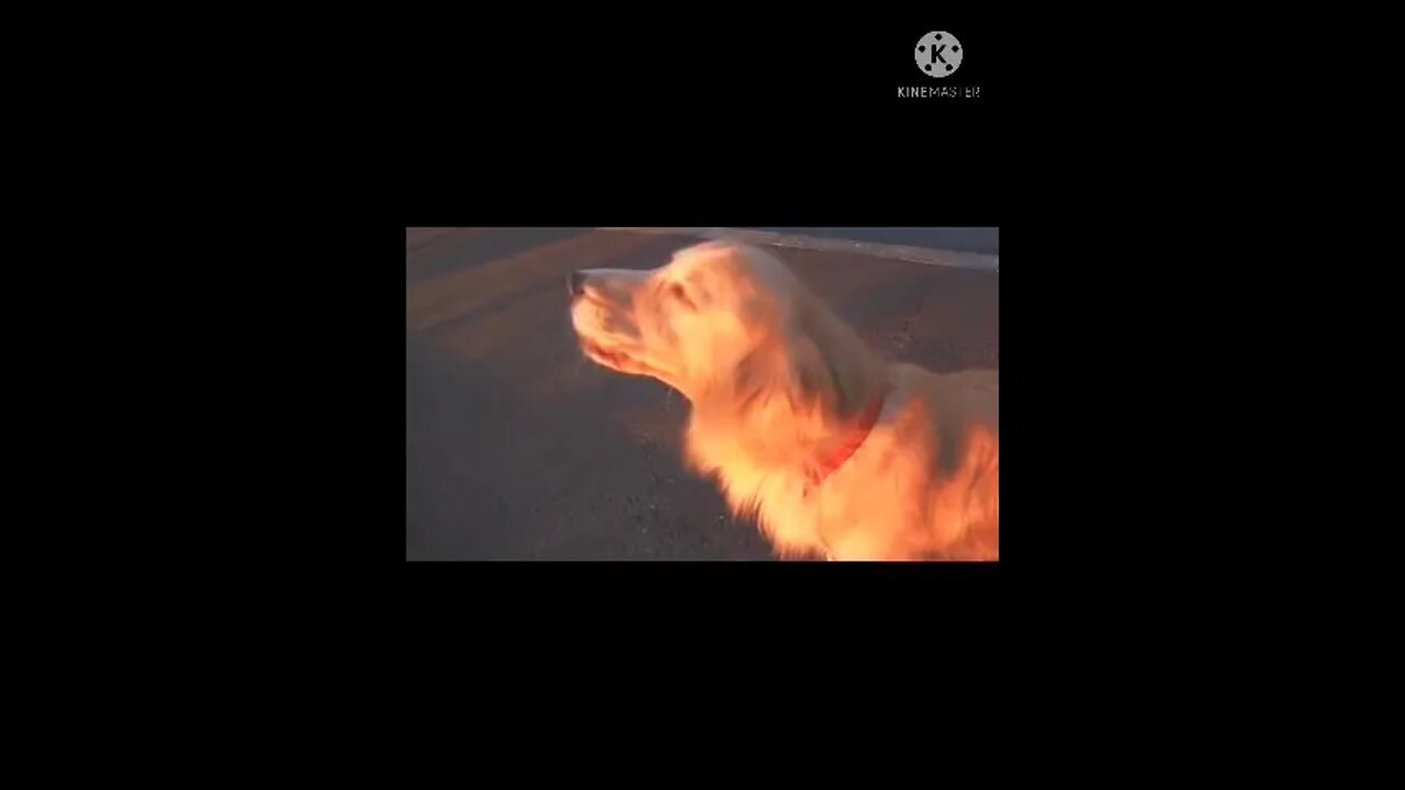 Dog imitate police siren