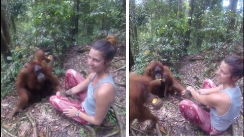 Cute orangutan behavior when comfortable with a beautiful girl