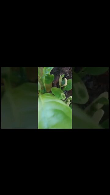 Nangka Menggunakan ECO FARMING | #belajarberkebun