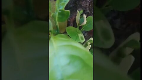 Nangka Menggunakan ECO FARMING | #belajarberkebun