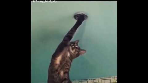 Can you watch this without Laugh? An Electrician Cat