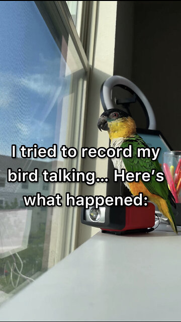 Owner attempts to record her bird talking...