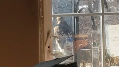 A Dark Hawk arrives!
