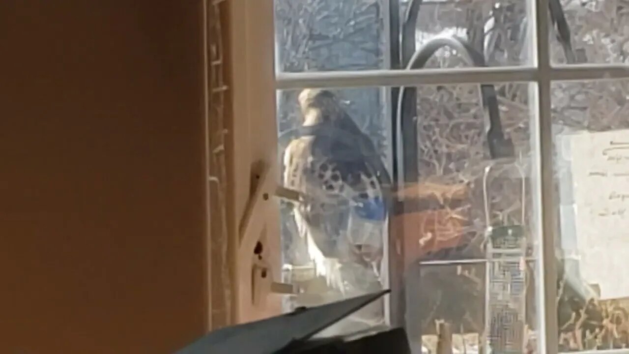 A Dark Hawk arrives!