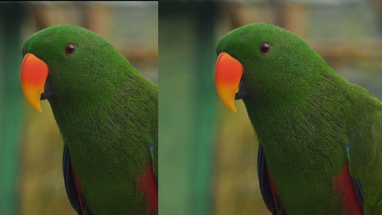 beautiful parrot sing song