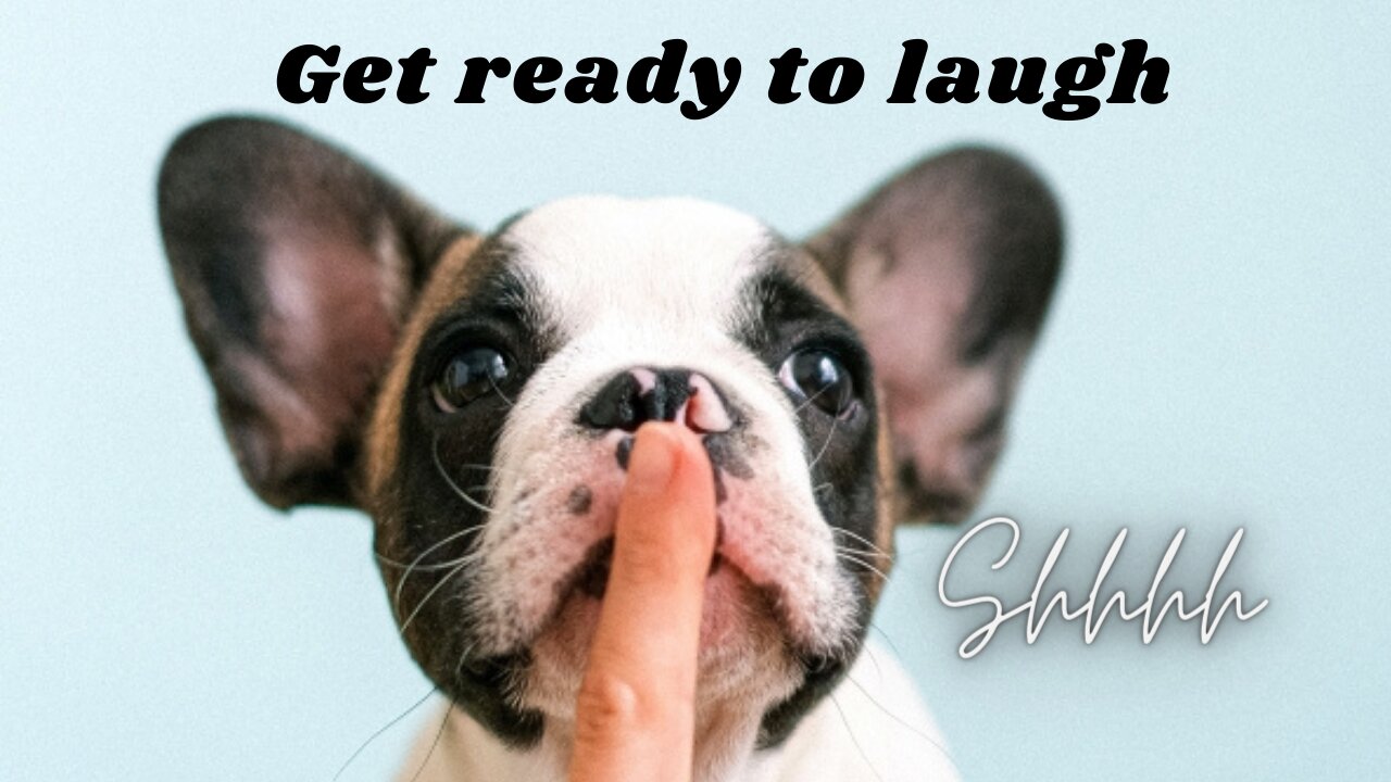 Cute And Funny Pets | Try Not To Laugh To These Pets Compilation #1