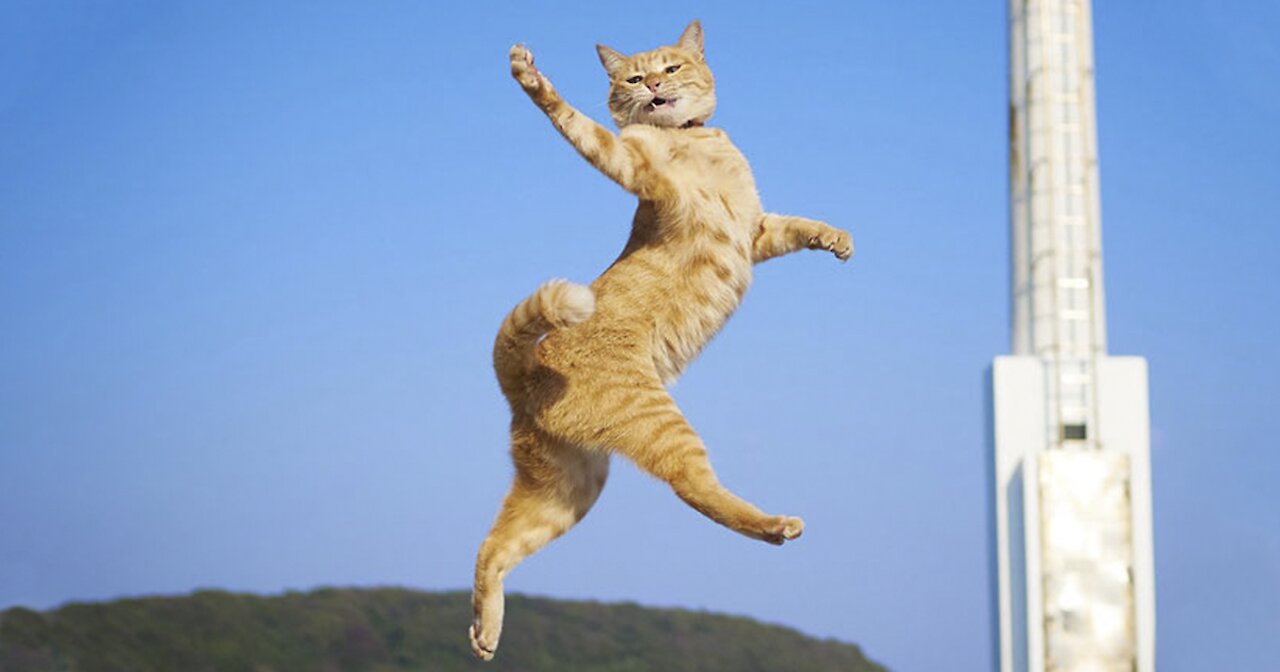 funny cat video clip! so cute cat video collection