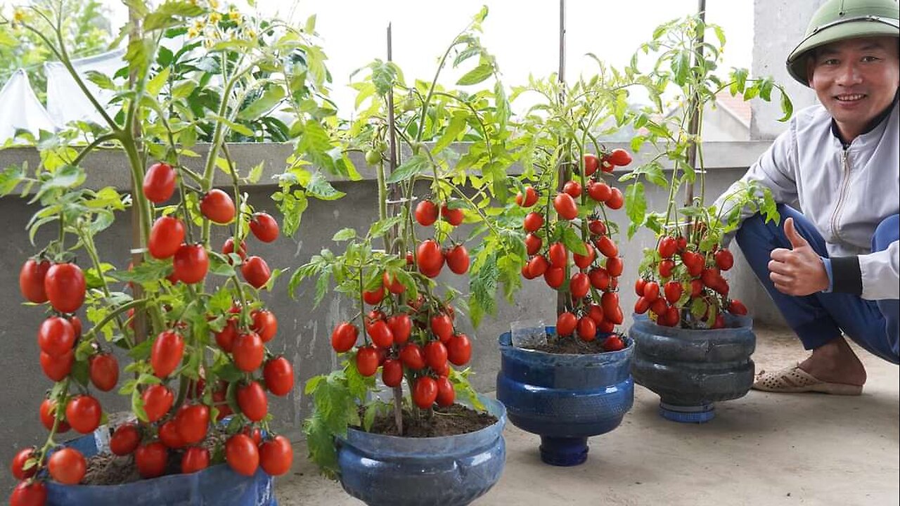 Try this way of Growing Tomatoes 🍅🍅 it Will produce Lots of delicious 😋 And Nutritious Fruits 🍓