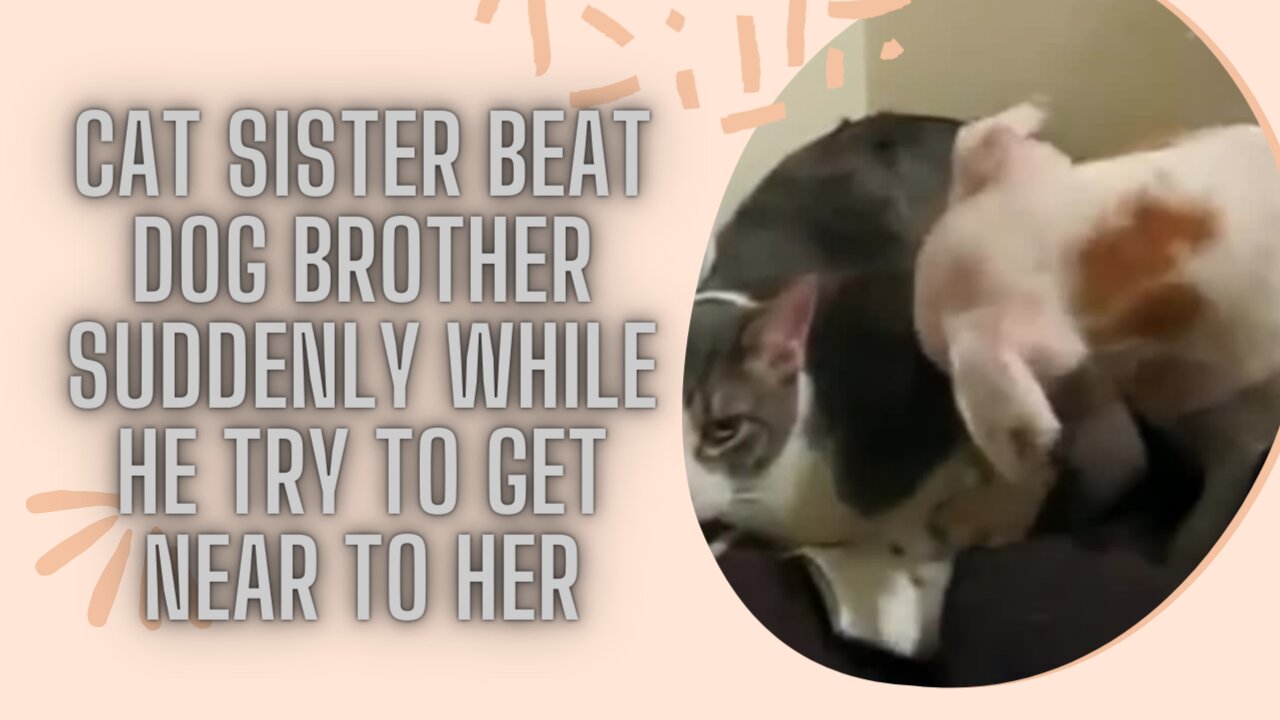 Cat Sister suddenly beat Dog Brother while he try to get closer