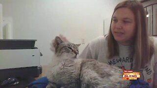 PICK OF THE LITTER: King Zion