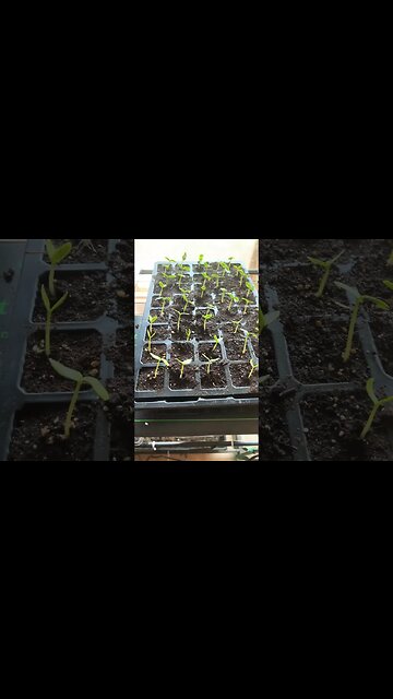 My steps to growing seeds