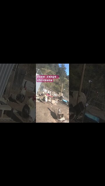 Free range chickens