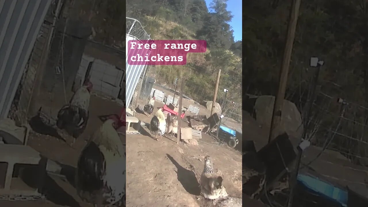 Free range chickens