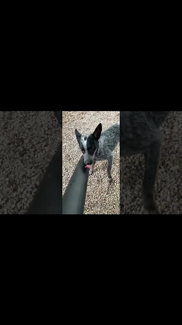 Isn’t he the cutest #Jesus #farming #farm #blueheeler #sustainableliving #dog #dogs #dogshorts #usa