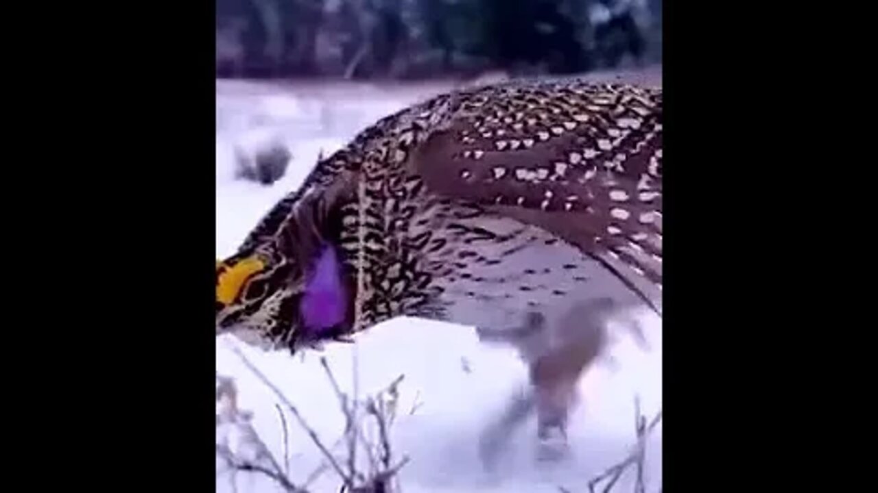 A Bird s Funny Courtship Dance