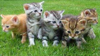 Un homme se fait attaquer par une portée de chatons!