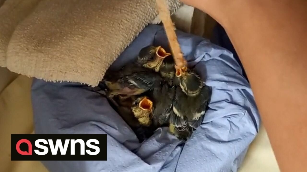 Nest of baby blue tits rescued after a chainsaw missed their heads by about 1cm