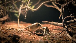 What Kangaroo Rats do at night