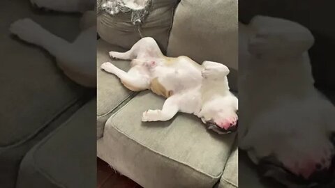 After Tearing Up The Place He Needs Rest 😂 #baddog