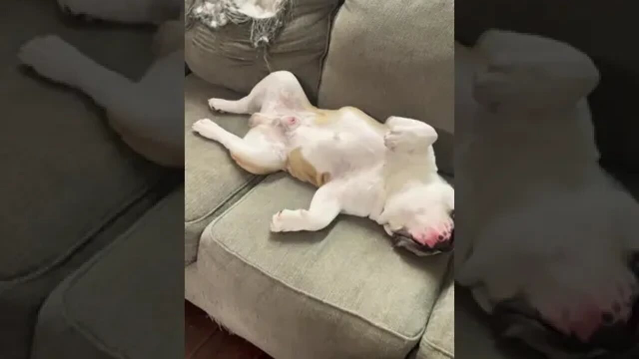 After Tearing Up The Place He Needs Rest 😂 #baddog