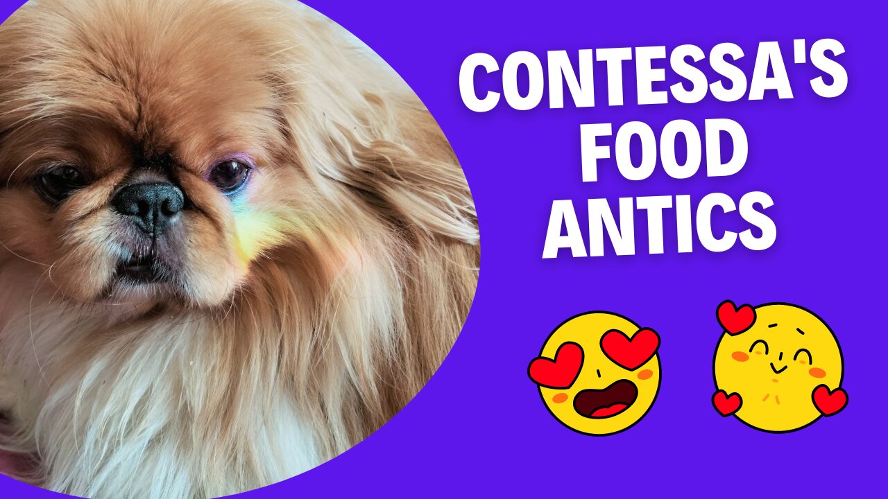 Contessa's Food Antics