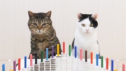Cats and Domino 2