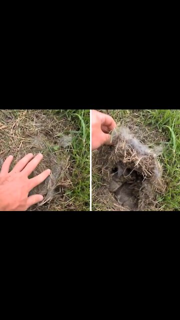 Thanks to wildlife documentaries, this guy saved these baby bunnies