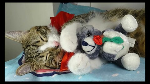 Cat Photography