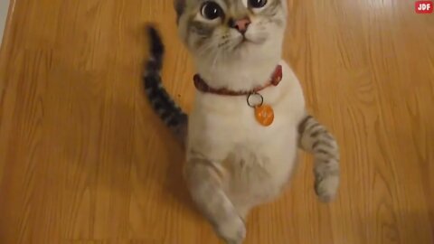 21 Ways You Are Hurting Your Cat Without Realizing