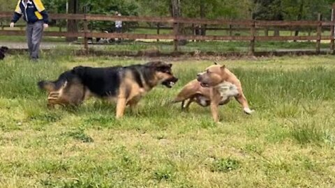 German Shepherd Attacks Pitbull [OFF LEASH DOG PARK] in 2021