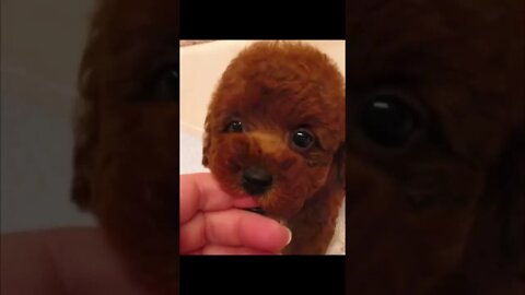 Funniest Cat and Dog Videos Compilation