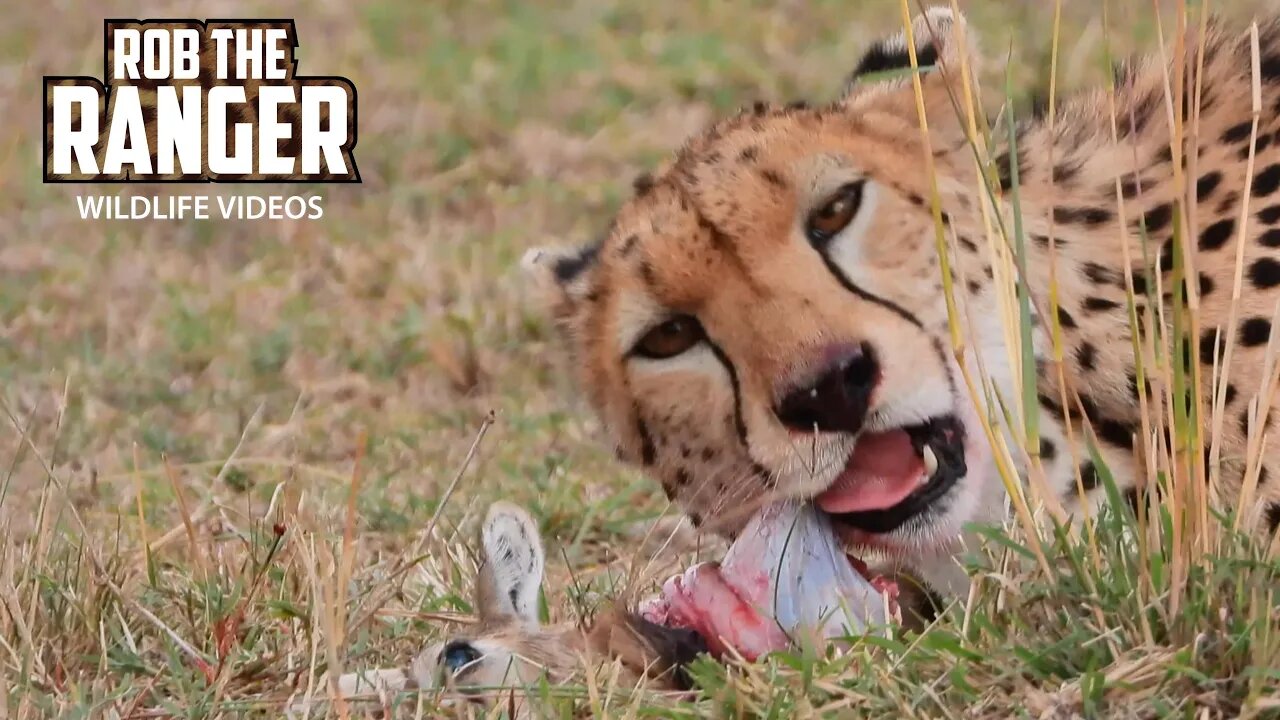 Female Cheetah Eats A Gazelle Fawn | Lalashe Maasai Mara Safari