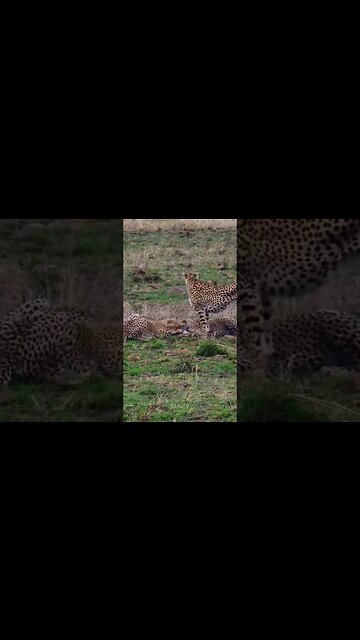 Cheetahs Eating #shorts | #ShortsAfrica
