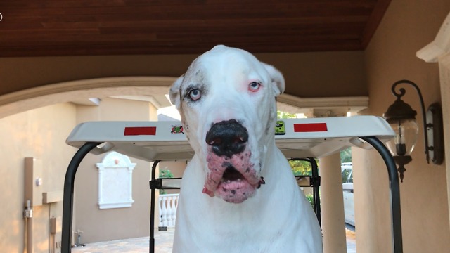 Stubborn Great Dane throws temper tantrum