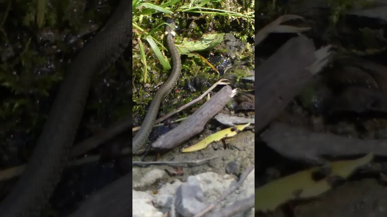 Grass snake, Natrix natrix #shorts #snake #lake #waterlife