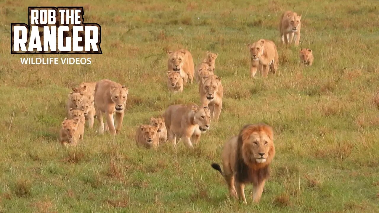 Lion Mega-Pride On The Move | Maasai Mara Safari | Zebra Plains