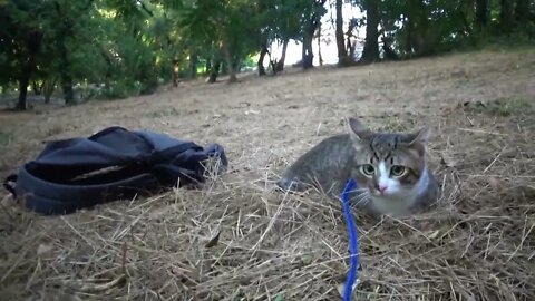 Kitten Watches Dog and Doves