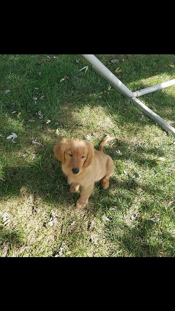 Great job Mel working on Let's Go, Food lure to sit, down focus.