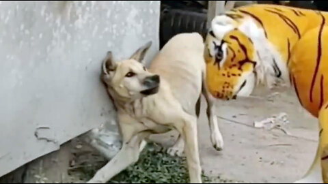 Troll Prank Dog Funny & fake Lion and Fake Tiger Prank To dog & Huge Box Prank to dog