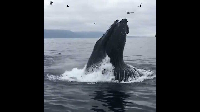 Feeding humpback whale