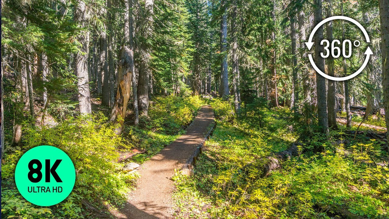 360° VR Forest Walk - 8K Virtual Relaxation with Soothing Forest Sounds