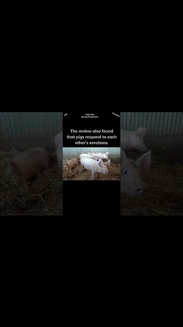 Pig Are Intelligent, Emotional Creatures #pig #shorts