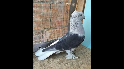 Pure homing pigeon